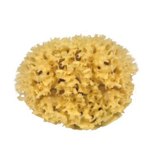 En honeycomb svamp ca. 15 cm på en hvid baggrund giver velvære og helbredende fordele.